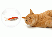 猫和金鱼