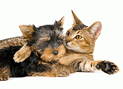 猫狗图片
