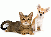 猫犬大图