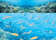 海底大图
