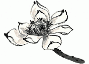 国画 莲花图