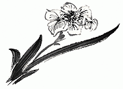 国画 兰花大图